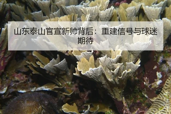 山东泰山官宣新帅背后：重建信号与球迷期待